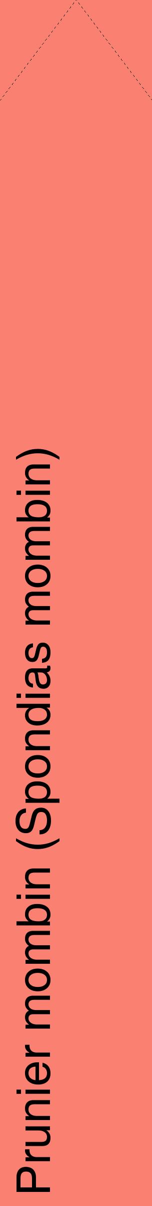 Étiquette de : Spondias mombin - format c - style noire38_simplehel avec comestibilité