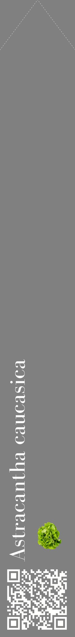 Étiquette de : Astracantha caucasica - format c - style blanche57_simplebod avec qrcode et comestibilité simplifiée
