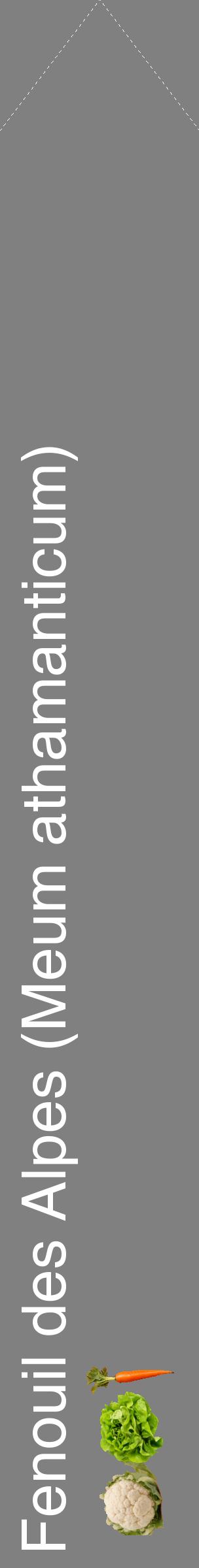Étiquette de : Meum athamanticum - format c - style blanche57_simplehel avec comestibilité simplifiée