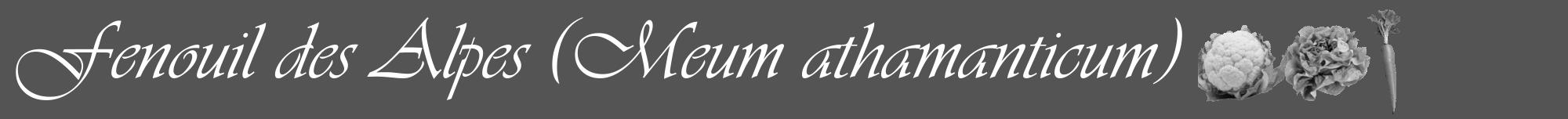 Étiquette de : Meum athamanticum - format a - style blanche30viv avec comestibilité simplifiée