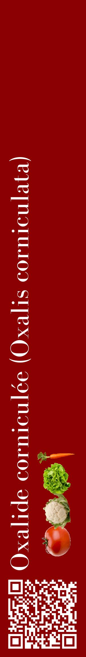 Étiquette de : Oxalis corniculata - format c - style blanche34_basiquebod avec qrcode et comestibilité simplifiée