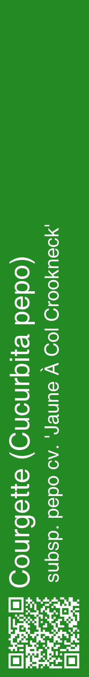 Étiquette de : Cucurbita pepo subsp. pepo cv. 'Jaune À Col Crookneck' - format c - style blanche10_basiquehel avec qrcode et comestibilité