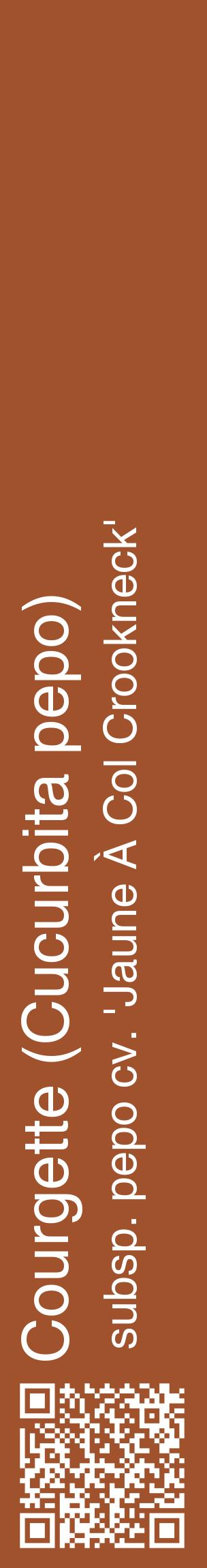Étiquette de : Cucurbita pepo subsp. pepo cv. 'Jaune À Col Crookneck' - format c - style blanche32_basiquehel avec qrcode et comestibilité