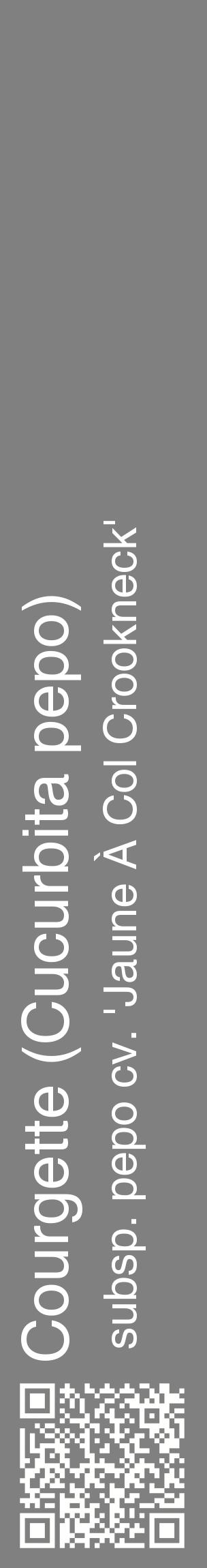 Étiquette de : Cucurbita pepo subsp. pepo cv. 'Jaune À Col Crookneck' - format c - style blanche57_basiquehel avec qrcode et comestibilité