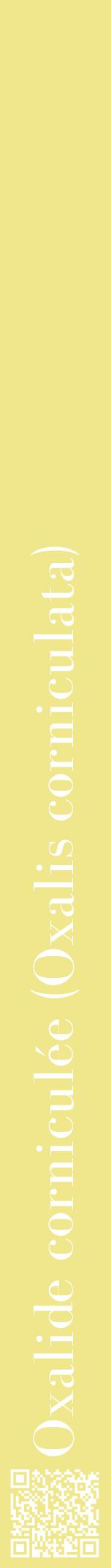 Étiquette de : Oxalis corniculata - format a - style blanche20bod avec qrcode et comestibilité