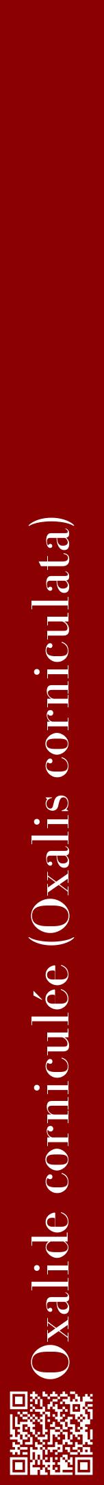 Étiquette de : Oxalis corniculata - format a - style blanche34bod avec qrcode et comestibilité