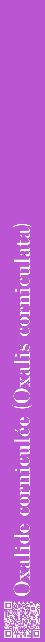 Étiquette de : Oxalis corniculata - format a - style blanche50bod avec qrcode et comestibilité