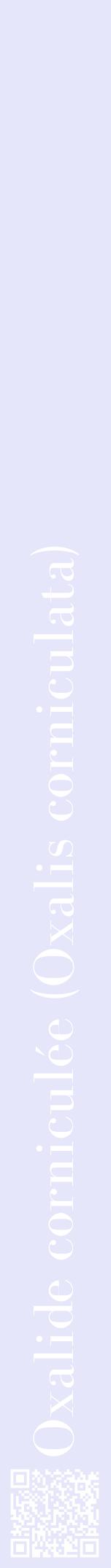 Étiquette de : Oxalis corniculata - format a - style blanche55bod avec qrcode et comestibilité