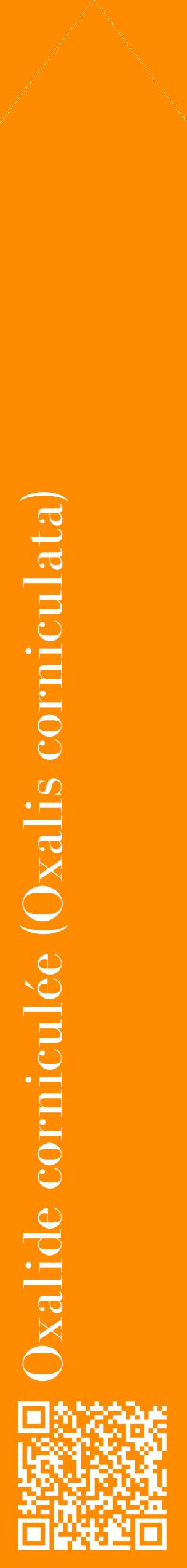 Étiquette de : Oxalis corniculata - format c - style blanche23_simplebod avec qrcode et comestibilité