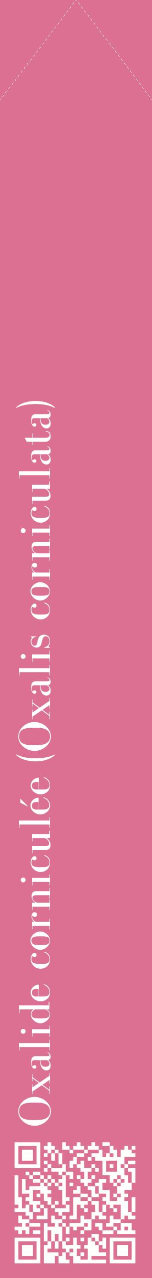 Étiquette de : Oxalis corniculata - format c - style blanche44_simplebod avec qrcode et comestibilité