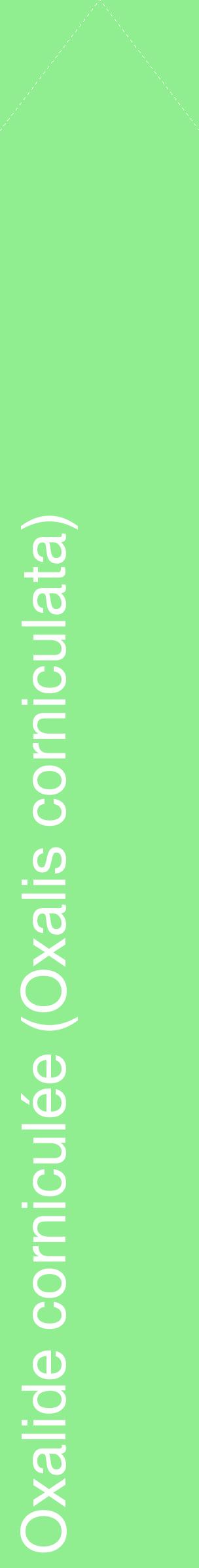 Étiquette de : Oxalis corniculata - format c - style blanche15_simplehel avec comestibilité