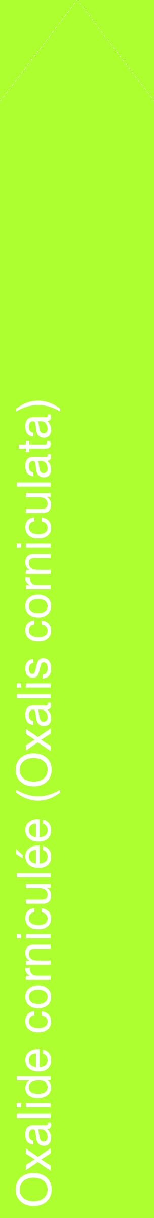 Étiquette de : Oxalis corniculata - format c - style blanche17_simplehel avec comestibilité