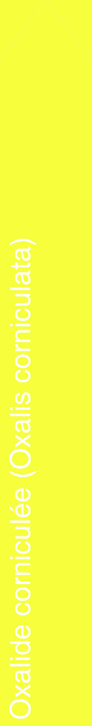 Étiquette de : Oxalis corniculata - format c - style blanche18_simplehel avec comestibilité