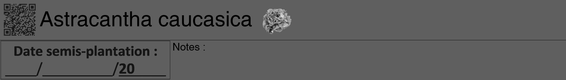Étiquette de : Astracantha caucasica - format a - style noire10hel avec qrcode et comestibilité simplifiée