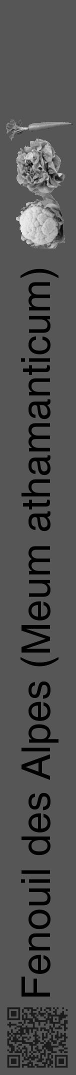 Étiquette de : Meum athamanticum - format a - style noire45hel avec qrcode et comestibilité simplifiée - position verticale