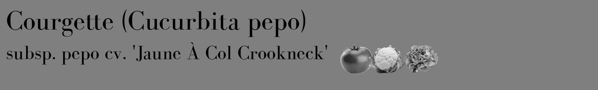 Étiquette de : Cucurbita pepo subsp. pepo cv. 'Jaune À Col Crookneck' - format c - style noire57_basique_basiquebod avec comestibilité simplifiée