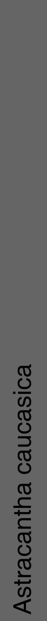 Étiquette de : Astracantha caucasica - format a - style noire32hel avec comestibilité - position verticale