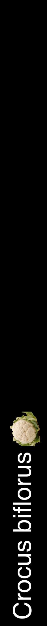 Étiquette de : Crocus biflorus - format a - style blanche59hel avec comestibilité simplifiée