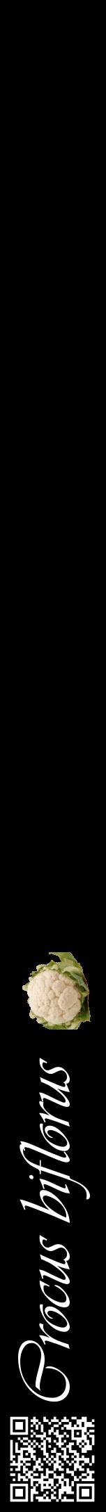 Étiquette de : Crocus biflorus - format a - style blanche59viv avec qrcode et comestibilité simplifiée