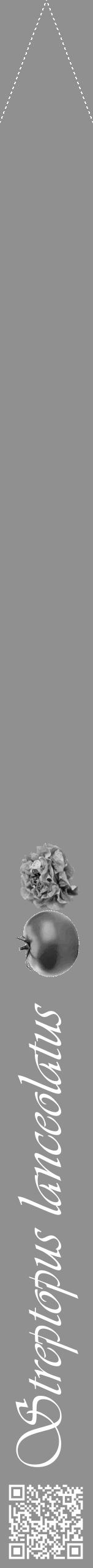 Étiquette de : Streptopus lanceolatus - format b - style blanche4viv avec qrcode et comestibilité simplifiée - position verticale
