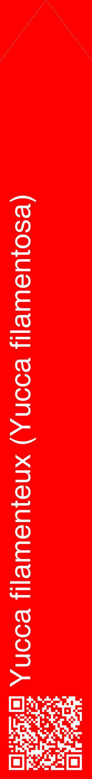 Étiquette de : Yucca filamentosa - format c - style blanche27_simplehel avec qrcode et comestibilité