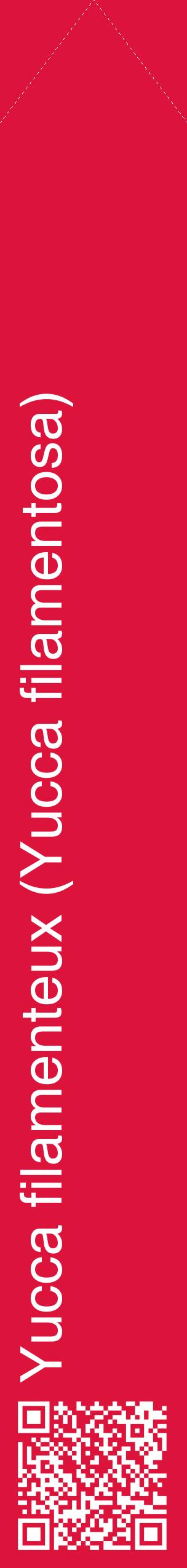 Étiquette de : Yucca filamentosa - format c - style blanche36_simplehel avec qrcode et comestibilité