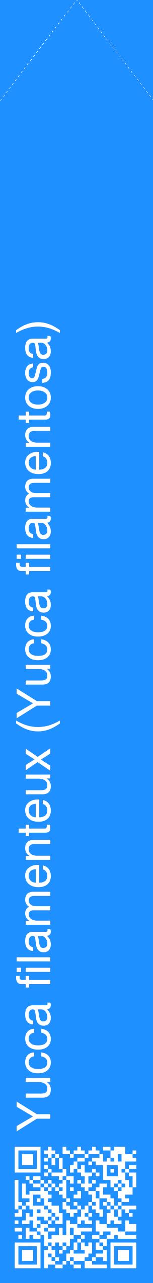 Étiquette de : Yucca filamentosa - format c - style blanche3_simplehel avec qrcode et comestibilité