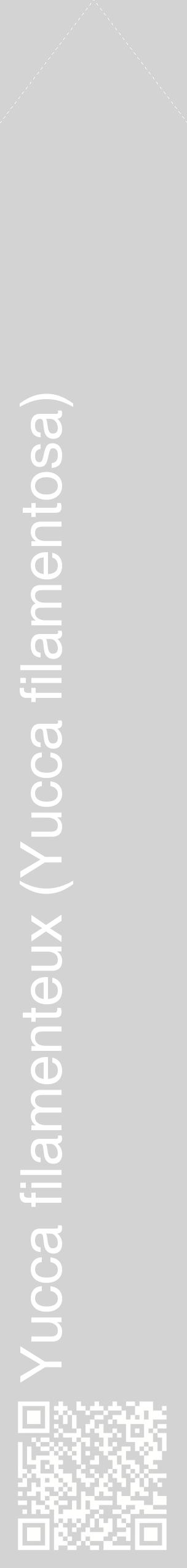 Étiquette de : Yucca filamentosa - format c - style blanche56_simplehel avec qrcode et comestibilité