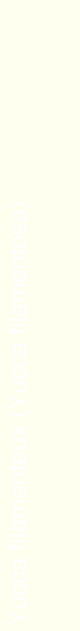 Étiquette de : Yucca filamentosa - format c - style blanche19_simplehel avec comestibilité