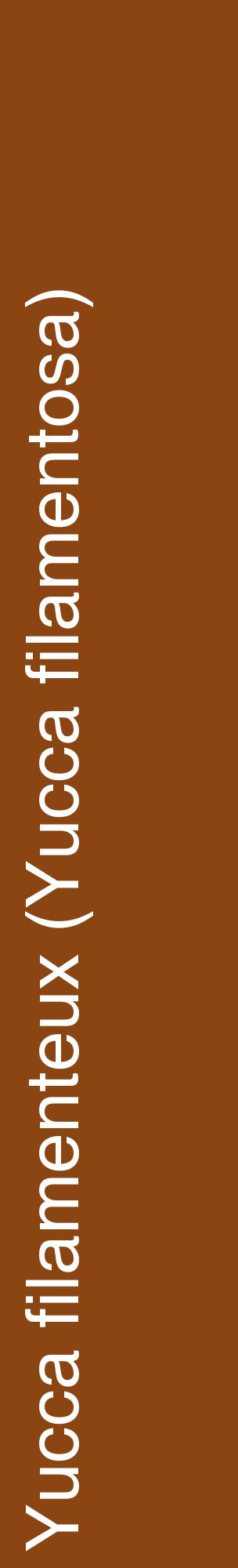 Étiquette de : Yucca filamentosa - format c - style blanche30_basiquehel avec comestibilité