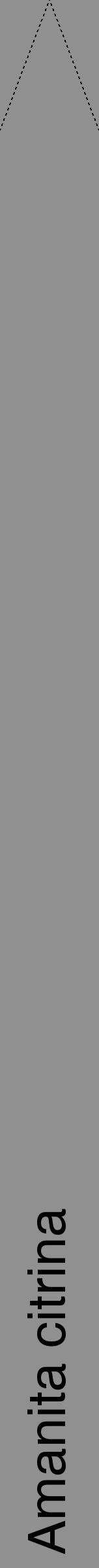 Étiquette de : Amanita citrina - format b - style noire4hel avec comestibilité - position verticale