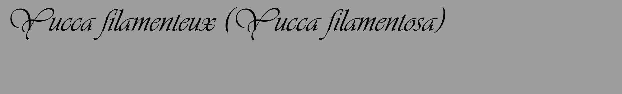 Étiquette de : Yucca filamentosa - format c - style noire42_basique_basiqueviv avec comestibilité