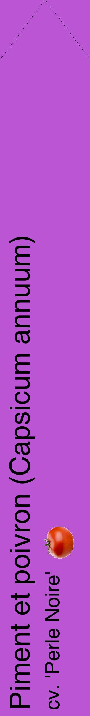 Étiquette de : Capsicum annuum cv. 'Perle Noire' - format c - style noire50_simplehel avec comestibilité simplifiée