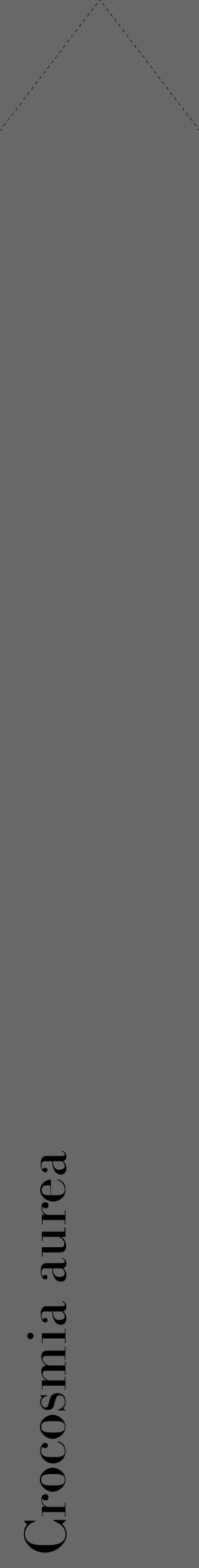 Étiquette de : Crocosmia aurea - format c - style noire6_simple_simplebod avec comestibilité - position verticale