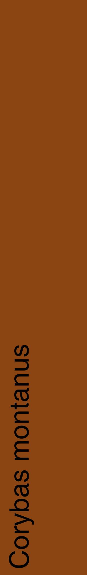 Étiquette de : Corybas montanus - format c - style noire30_basiquehel avec comestibilité