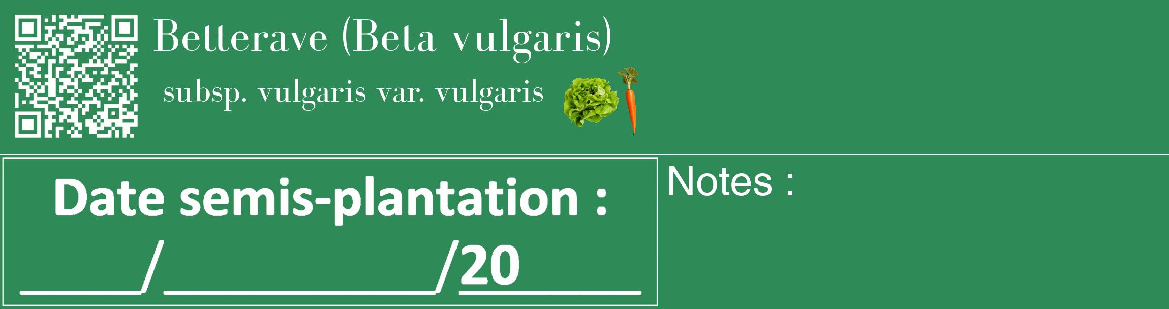Étiquette de : Beta vulgaris subsp. vulgaris var. vulgaris - format c - style blanche11_basique_basiquebod avec qrcode et comestibilité simplifiée