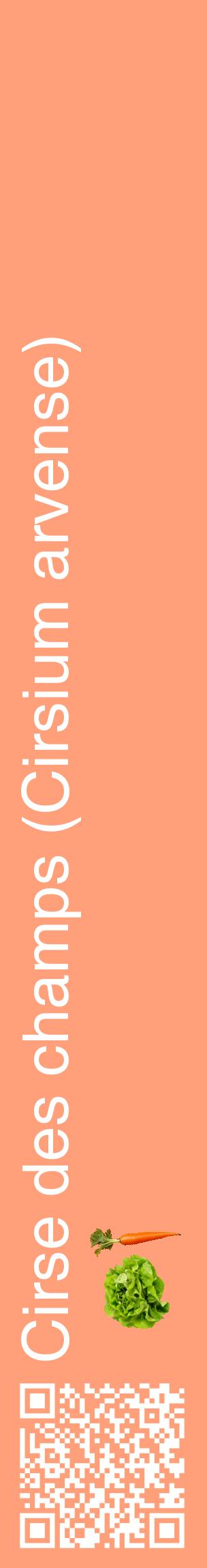 Étiquette de : Cirsium arvense - format c - style blanche39_basiquehel avec qrcode et comestibilité simplifiée