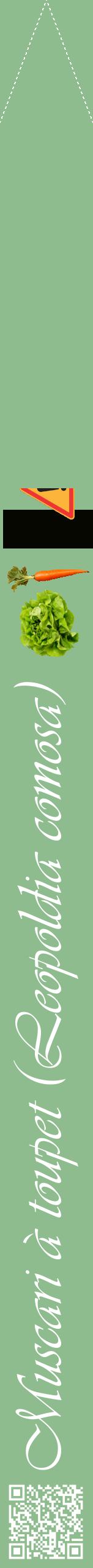 Étiquette de : Leopoldia comosa - format b - style blanche13viv avec qrcode et comestibilité simplifiée