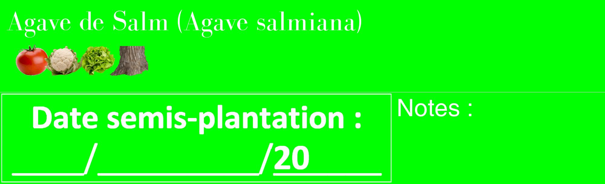 Étiquette de : Agave salmiana - format c - style blanche16_basique_basiquebod avec comestibilité simplifiée