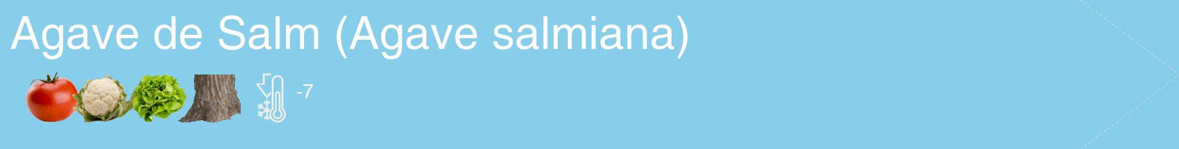 Étiquette de : Agave salmiana - format c - style blanche1_simple_simplehel avec comestibilité simplifiée