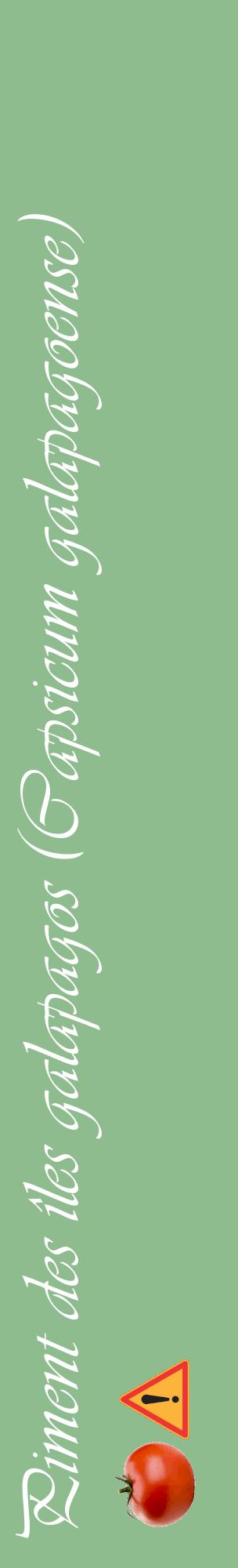 Étiquette de : Capsicum galapagoense - format c - style blanche13_basiqueviv avec comestibilité simplifiée
