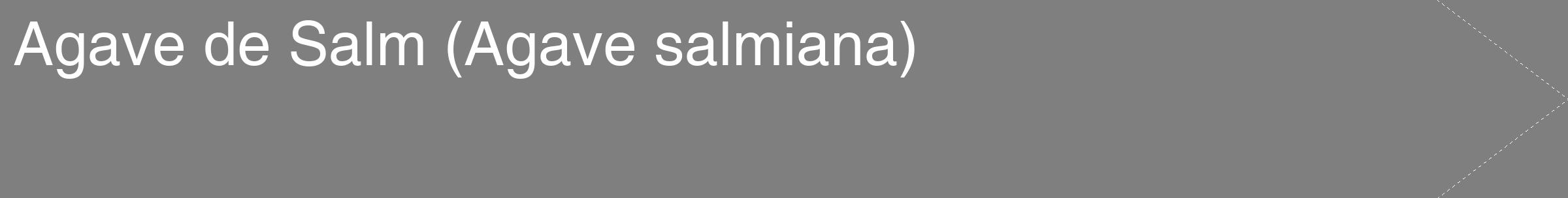 Étiquette de : Agave salmiana - format c - style blanche31_simple_simplehel avec comestibilité
