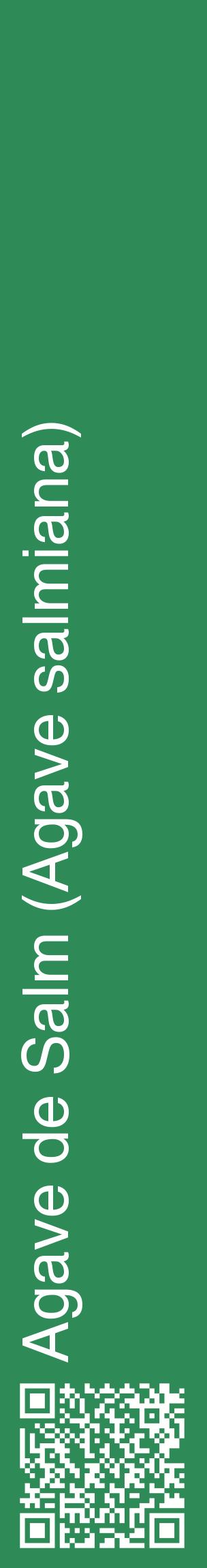 Étiquette de : Agave salmiana - format c - style blanche11_basiquehel avec qrcode et comestibilité