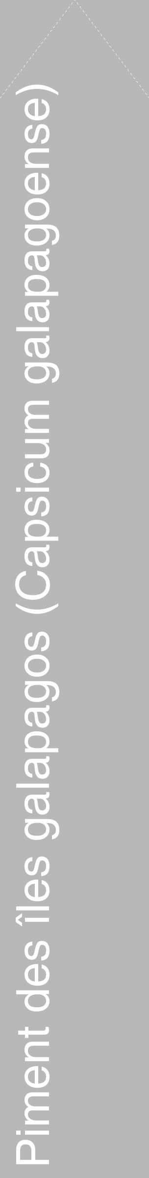 Étiquette de : Capsicum galapagoense - format c - style blanche39_simple_simplehel avec comestibilité - position verticale