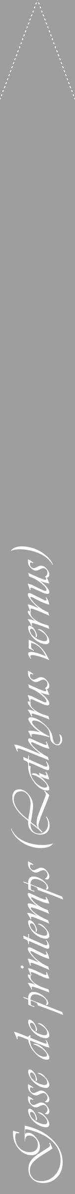 Étiquette de : Lathyrus vernus - format b - style blanche23viv avec comestibilité - position verticale