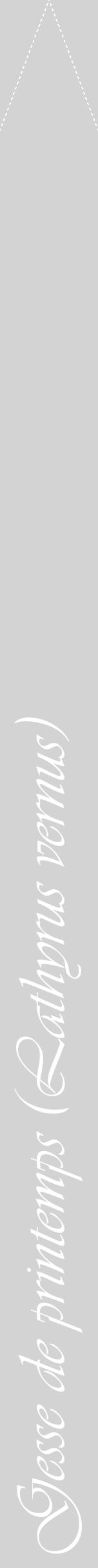 Étiquette de : Lathyrus vernus - format b - style blanche56viv avec comestibilité