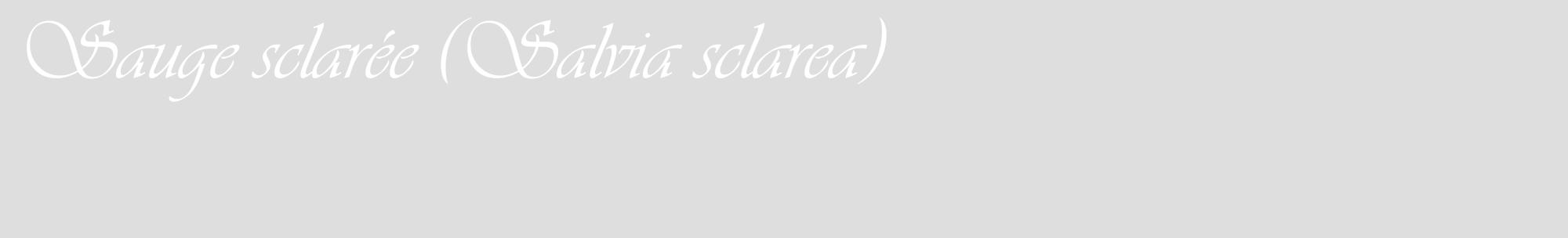 Étiquette de : Salvia sclarea - format c - style blanche20_basique_basiqueviv avec comestibilité
