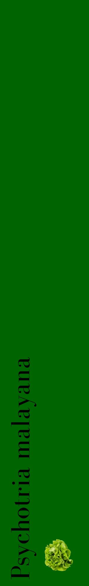 Étiquette de : Psychotria malayana - format c - style noire8_basiquebod avec comestibilité simplifiée