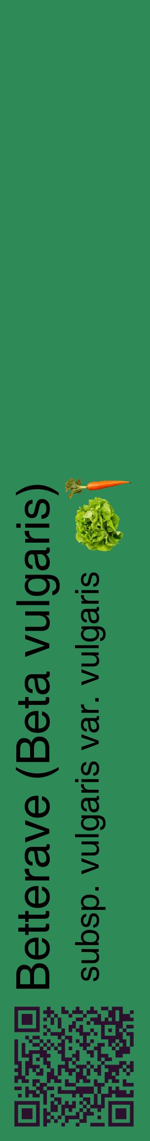 Étiquette de : Beta vulgaris subsp. vulgaris var. vulgaris - format c - style noire11_basiquehel avec qrcode et comestibilité simplifiée