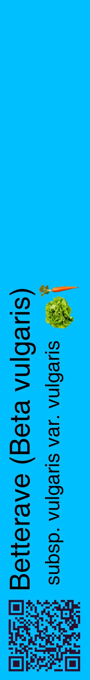 Étiquette de : Beta vulgaris subsp. vulgaris var. vulgaris - format c - style noire2_basiquehel avec qrcode et comestibilité simplifiée
